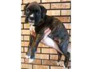 Boxer Puppy for sale in Otisville, MI, USA