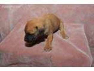 Rhodesian Ridgeback Puppy for sale in Greenwood, AR, USA
