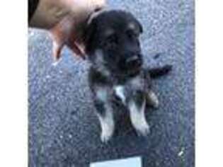 German Shepherd Dog Puppy for sale in Austin, TX, USA