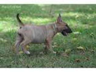 Bull Terrier Puppy for sale in Wheaton, MO, USA