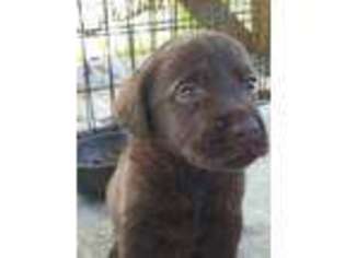 Labrador Retriever Puppy for sale in Lincolnton, GA, USA