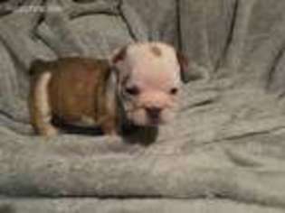 Bulldog Puppy for sale in Travelers Rest, SC, USA