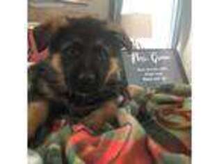 German Shepherd Dog Puppy for sale in Haslet, TX, USA