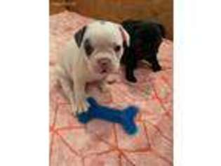 French Bulldog Puppy for sale in Dayton, OR, USA