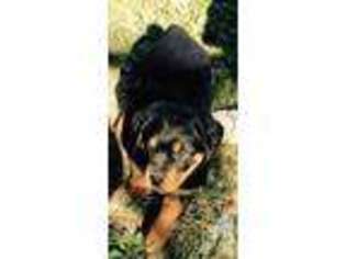 Rottweiler Puppy for sale in PILOT, VA, USA