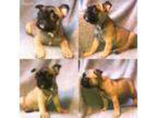 Mutt Puppy for sale in Wilson, NC, USA