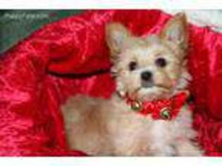 Yorkshire Terrier Puppy for sale in Port Angeles, WA, USA