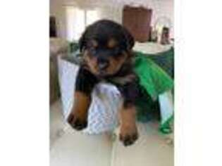 Rottweiler Puppy for sale in Townsend, GA, USA