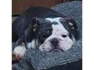 Bulldog Puppy for sale in Camillus, NY, USA