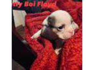 Bulldog Puppy for sale in Greenville, MS, USA