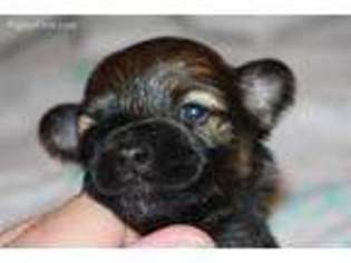 Havanese Puppy for sale in Savannah, GA, USA