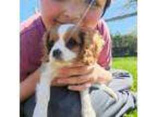Cavalier King Charles Spaniel Puppy for sale in Davenport, IA, USA