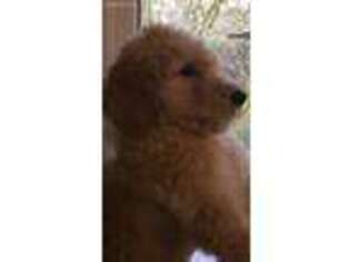 Goldendoodle Puppy for sale in Veneta, OR, USA