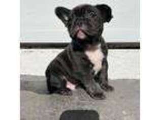 French Bulldog Puppy for sale in Wilmer, AL, USA