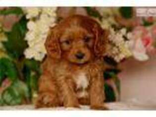 Cavapoo Puppy for sale in Reading, PA, USA