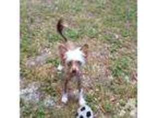 Chinese Crested Puppy for sale in ORANGE CITY, FL, USA