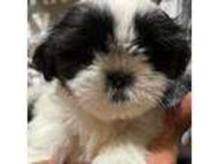 Mutt Puppy for sale in Beaver, OH, USA