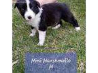 Border Collie Puppy for sale in Rogers, MN, USA