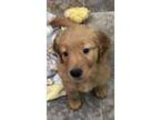 Golden Retriever Puppy for sale in Yuba City, CA, USA