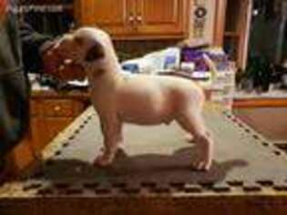 American Bulldog Puppy for sale in Quakertown, PA, USA