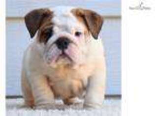 Bulldog Puppy for sale in Fort Worth, TX, USA