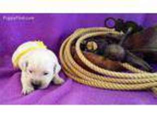 Golden Retriever Puppy for sale in Avon, MT, USA