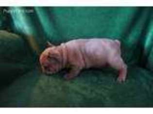 French Bulldog Puppy for sale in Cherokee, NC, USA