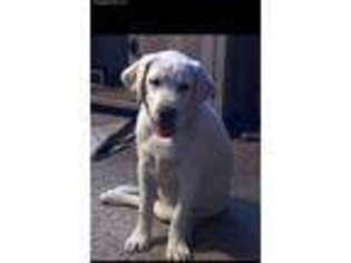 Labrador Retriever Puppy for sale in Lone Rock, WI, USA