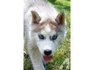 Siberian Husky Puppy for sale in CONROE, TX, USA