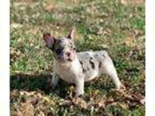 French Bulldog Puppy for sale in Noble, IL, USA