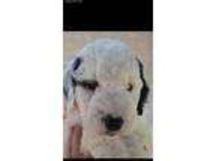 Goldendoodle Puppy for sale in Brooklyn, MS, USA