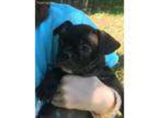 French Bulldog Puppy for sale in West River, MD, USA