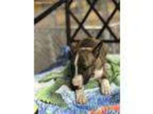 Bull Terrier Puppy for sale in Hialeah, FL, USA