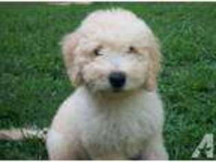 Goldendoodle Puppy for sale in ROLLA, MO, USA