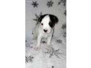 Jack Russell Terrier Puppy for sale in Hillsboro, OR, USA