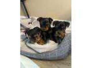 Yorkshire Terrier Puppy for sale in Clinton, MA, USA