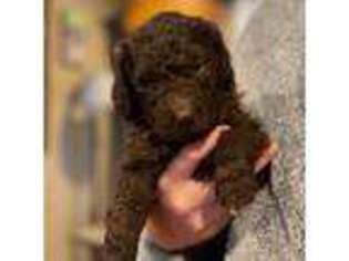 Labradoodle Puppy for sale in Cheektowaga, NY, USA