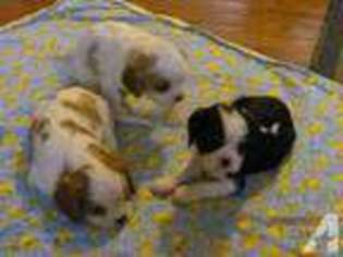 Cavalier King Charles Spaniel Puppy for sale in PLACERVILLE, CA, USA