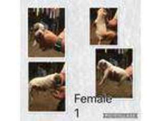 American Bulldog Puppy for sale in Sperry, OK, USA