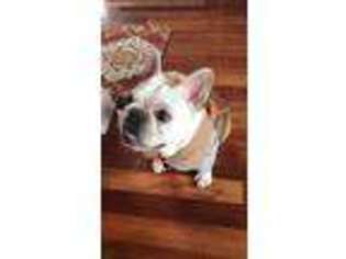 French Bulldog Puppy for sale in Mount Laurel, NJ, USA