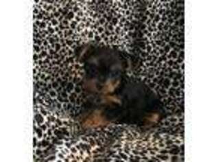 Yorkshire Terrier Puppy for sale in Perry, GA, USA