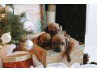 Rhodesian Ridgeback Puppy for sale in Rsm, CA, USA