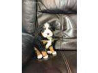 Bernese Mountain Dog Puppy for sale in Finlayson, MN, USA
