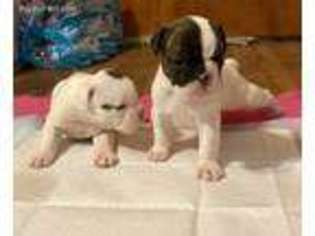 Olde English Bulldogge Puppy for sale in Washington Court House, OH, USA