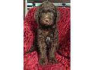 Goldendoodle Puppy for sale in Lafayette, IN, USA