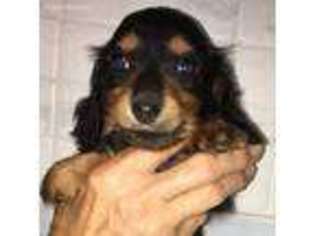 Dachshund Puppy for sale in Saucier, MS, USA