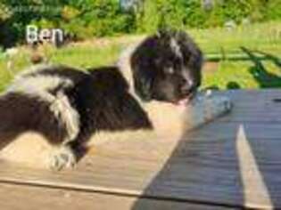 Newfoundland Puppy for sale in Coulterville, IL, USA