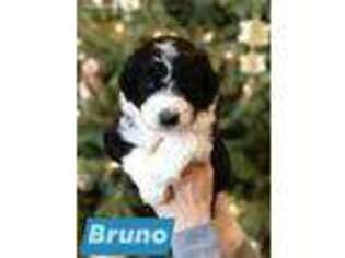 Mutt Puppy for sale in Watkins, MN, USA