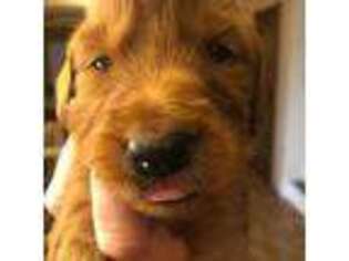 Goldendoodle Puppy for sale in Sun City, AZ, USA