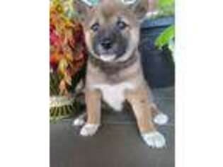 Shiba Inu Puppy for sale in Grabill, IN, USA